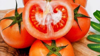 놓치면 손해! 스테비아 토마토 솔직 후기 & 꿀팁🍅✨